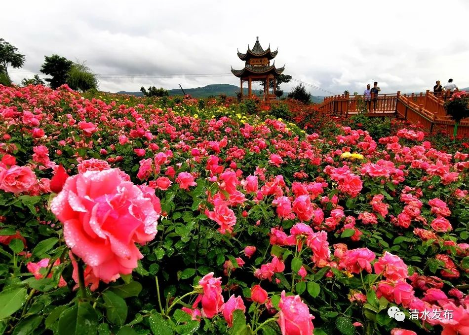 1688274400215010796 图片