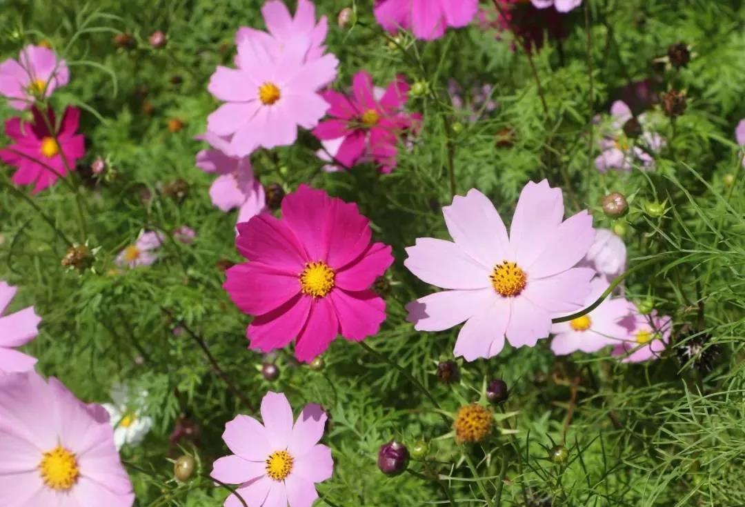 走向我们的小康生活 金集镇 格桑花开致富路 清水县人民政府